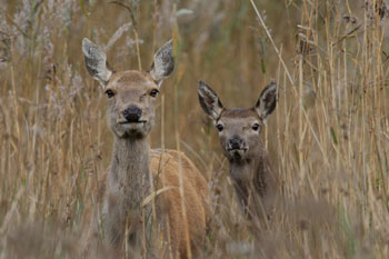Red Deer photography by Betty Fold Gallery
